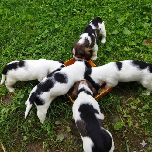 A vendre chiots petits bassets griffons vendéens #1