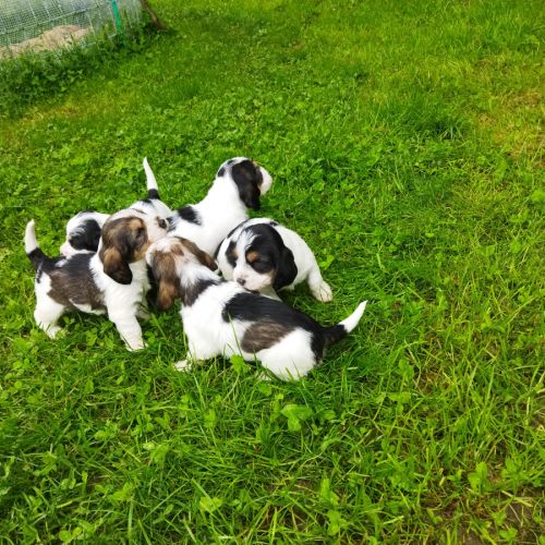 A vendre chiots petits bassets griffons vendéens #2