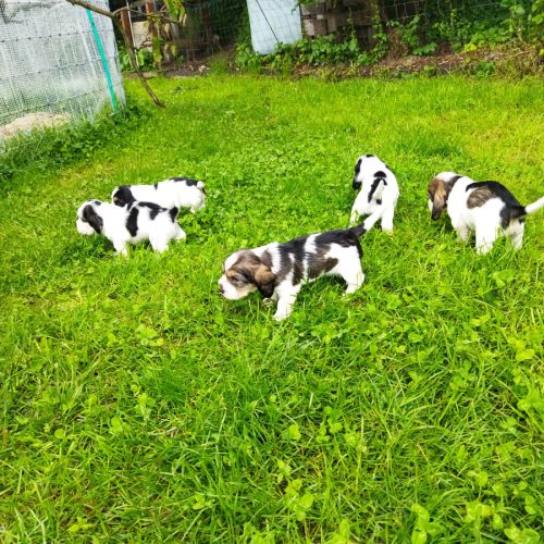 A vendre chiots petits bassets griffons vendéens