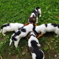 A vendre chiots petits bassets griffons vendéens #1
