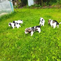 A vendre chiots petits bassets griffons vendéens #0