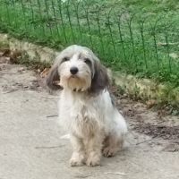 A vendre chiots petits bassets griffons vendéens #4