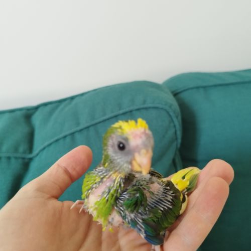 Kakariki (eam) #2