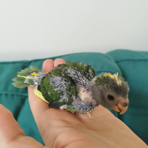 Kakariki (eam) #3