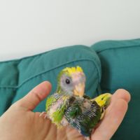 Kakariki (eam) #2