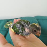 Kakariki (eam) #3