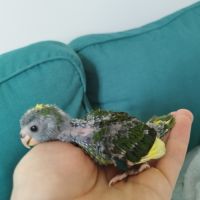 Kakariki (eam) #4