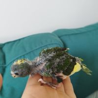 Kakariki (eam) #5