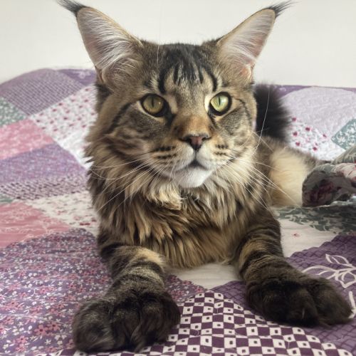 À réserver chatons maine coon persan #1