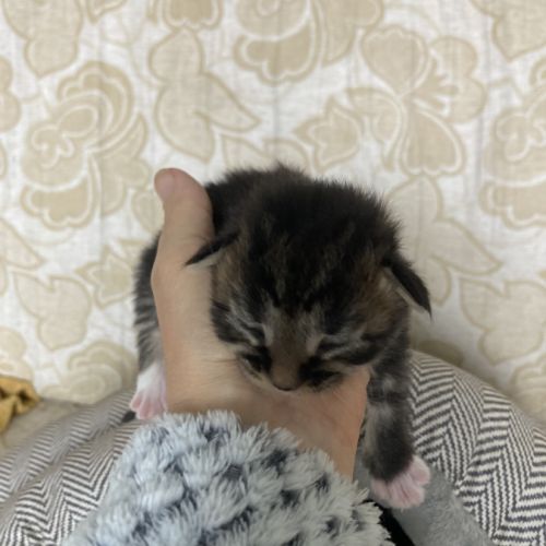 À réserver chatons maine coon persan #3
