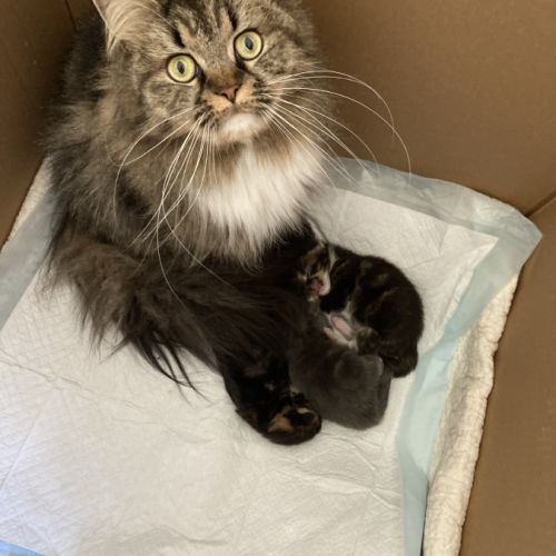 À réserver chatons maine coon persan