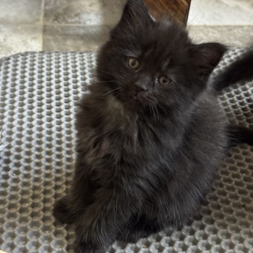 À réserver chatons maine coon persan #4
