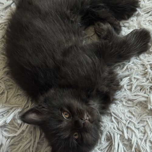 À réserver chatons maine coon persan #5