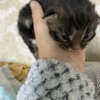 À réserver chatons maine coon persan #2