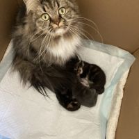 À réserver chatons maine coon persan #0