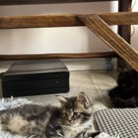 À réserver chatons maine coon persan #2