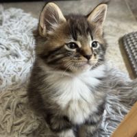 À réserver chatons maine coon persan