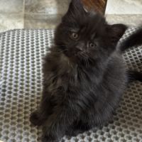 À réserver chatons maine coon persan #4