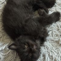 À réserver chatons maine coon persan #5