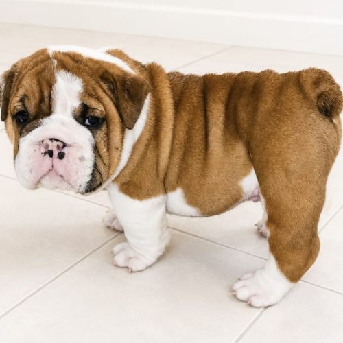 Bulldogs anglais exotiques : le haut de gamme
