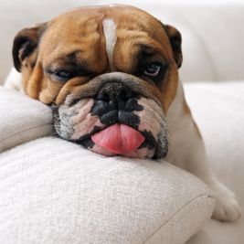 Bulldogs anglais exotiques : le haut de gamme #6