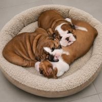 Bulldogs anglais exotiques : le haut de gamme #1