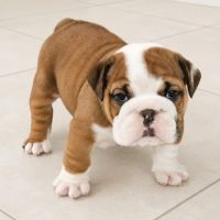 Bulldogs anglais exotiques : le haut de gamme #5