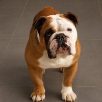 Bulldogs anglais exotiques : le haut de gamme #7