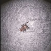Phiddipus regius florida #1