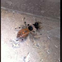 Phiddipus regius florida #0