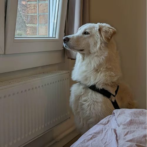 Léon, le grand blanc #5