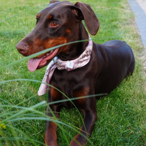 Doberman femelle 2 ans #1