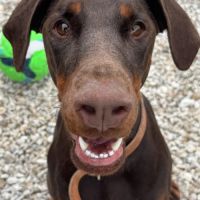 Doberman femelle 2 ans #2