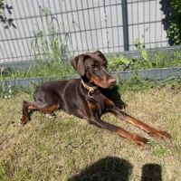 Doberman femelle 2 ans #0