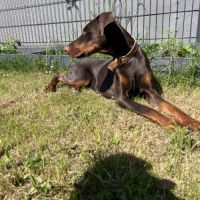 Doberman femelle 2 ans #4