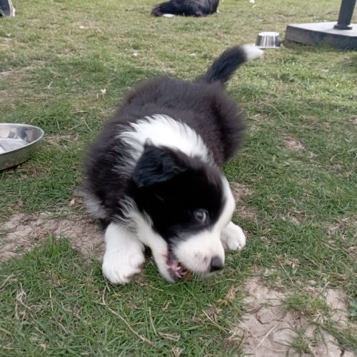 Chiots border collie lignée show #3