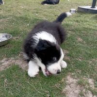 Chiots border collie lignée show #3