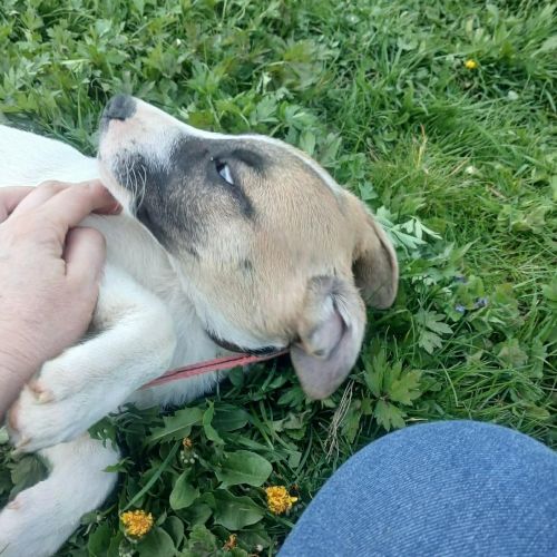 Barney bébé à adopter d'urgence