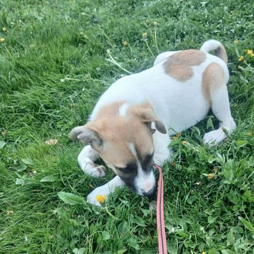Barney bébé à adopter d'urgence #2