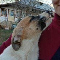 Barney bébé à adopter d'urgence #3