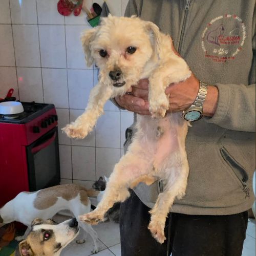 Maxelio petit bichon abandonné