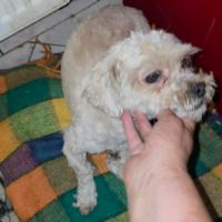 Maxelio petit bichon abandonné #1