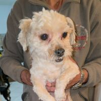 Maxelio petit bichon abandonné #3
