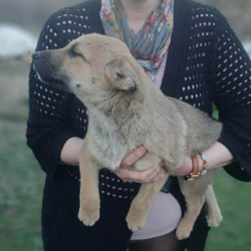 Mike bébé croisé malinois, adoption urgente #4