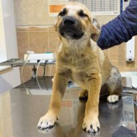 Mike bébé croisé malinois, adoption urgente #1
