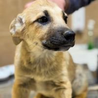 Mike bébé croisé malinois, adoption urgente #0