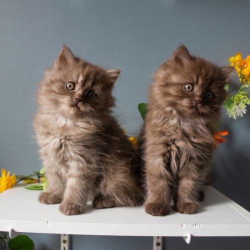 Chaton highland straight #1