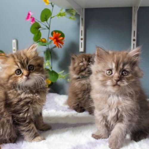 Chaton highland straight #2