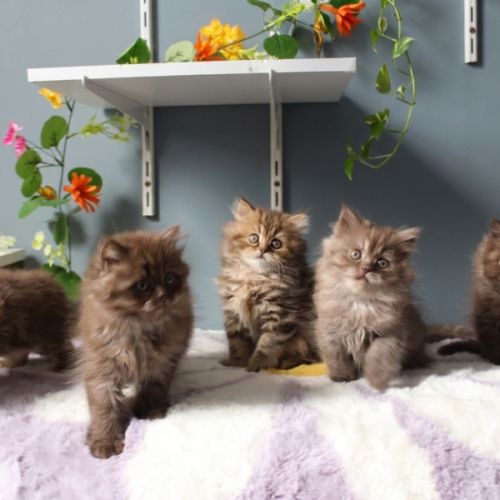 Chaton highland straight #3