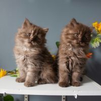 Chaton highland straight #1